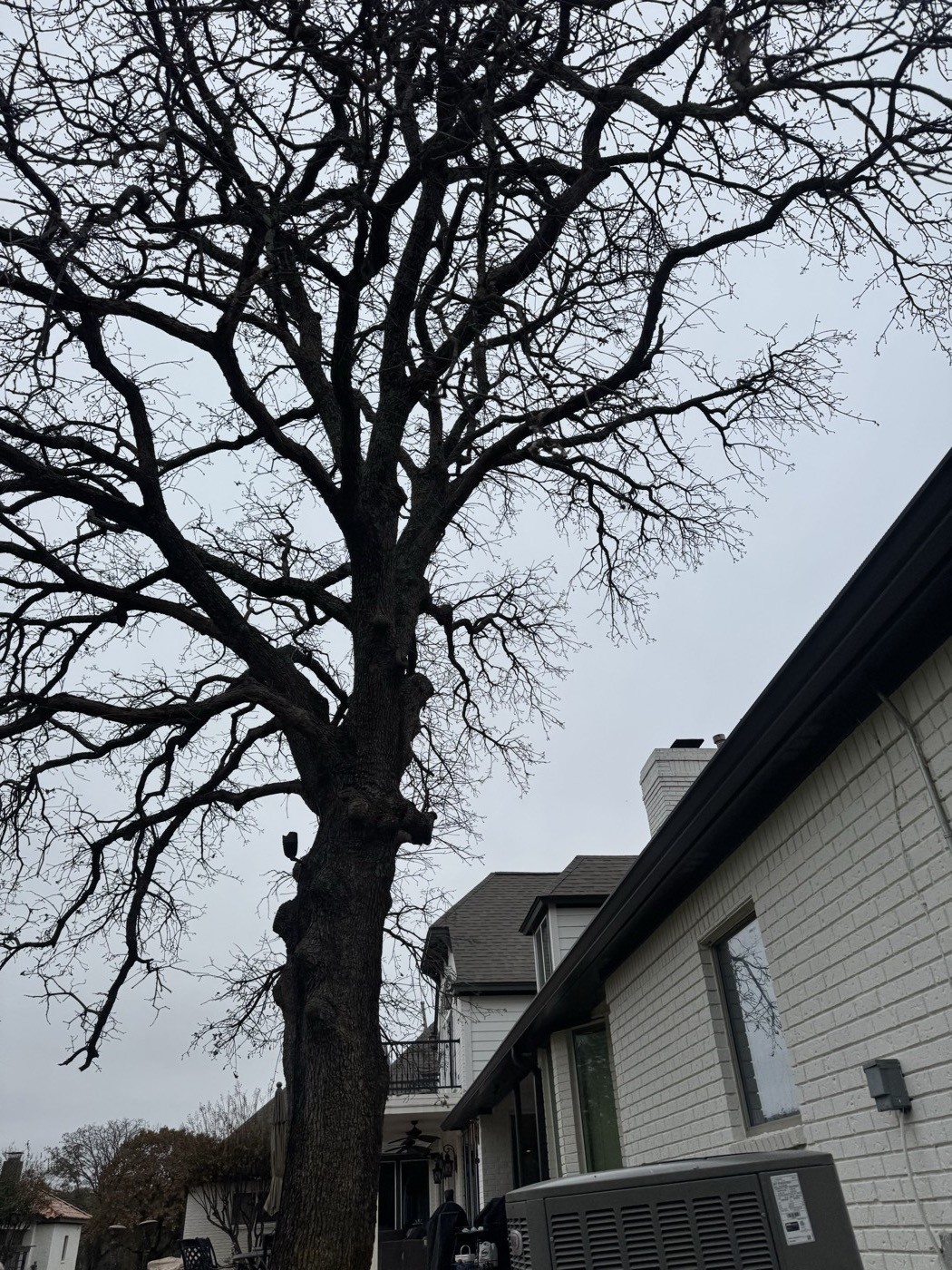 Mature oak beside a DFW home being evaluated for health and structure