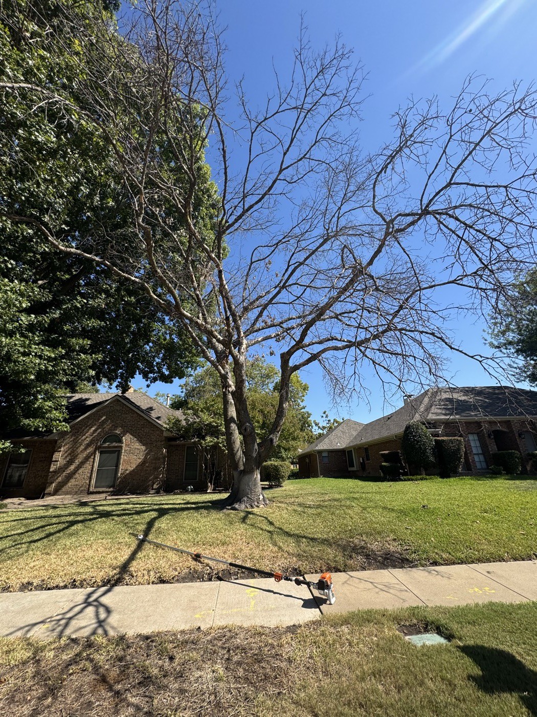 Declining bare tree assessed during an arborist inspection