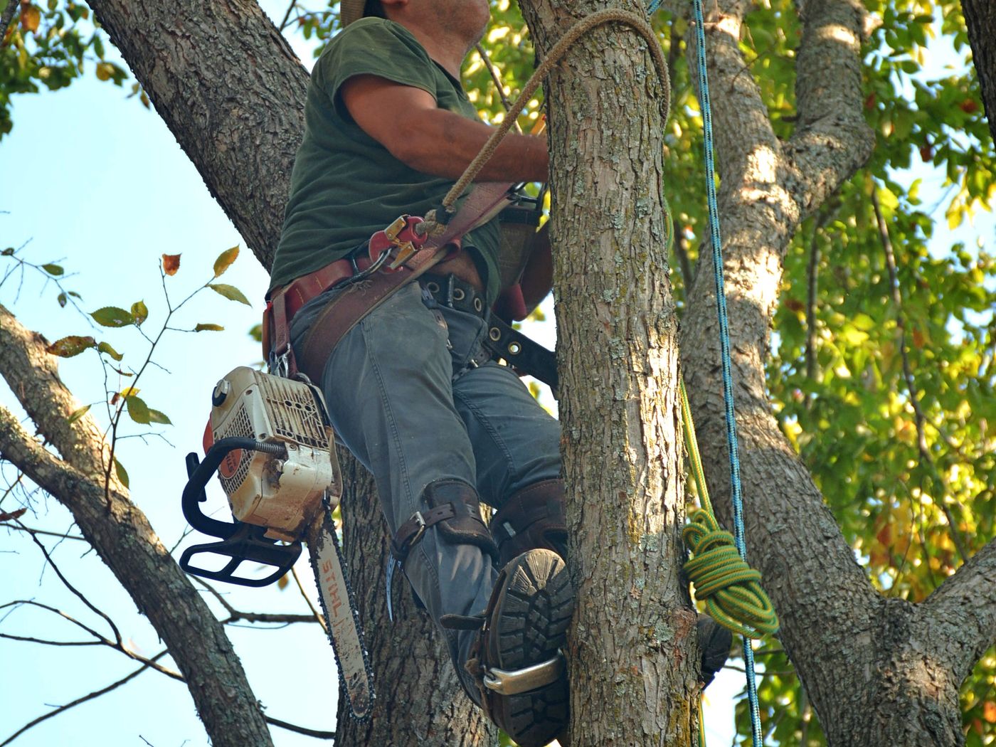 Arborist working high in the canopy of a large mature tree