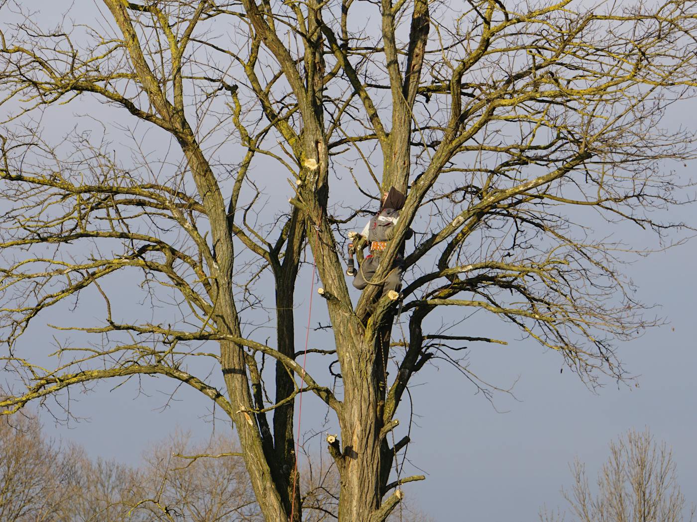 Large tree with multiple leads that benefits from cabling and bracing