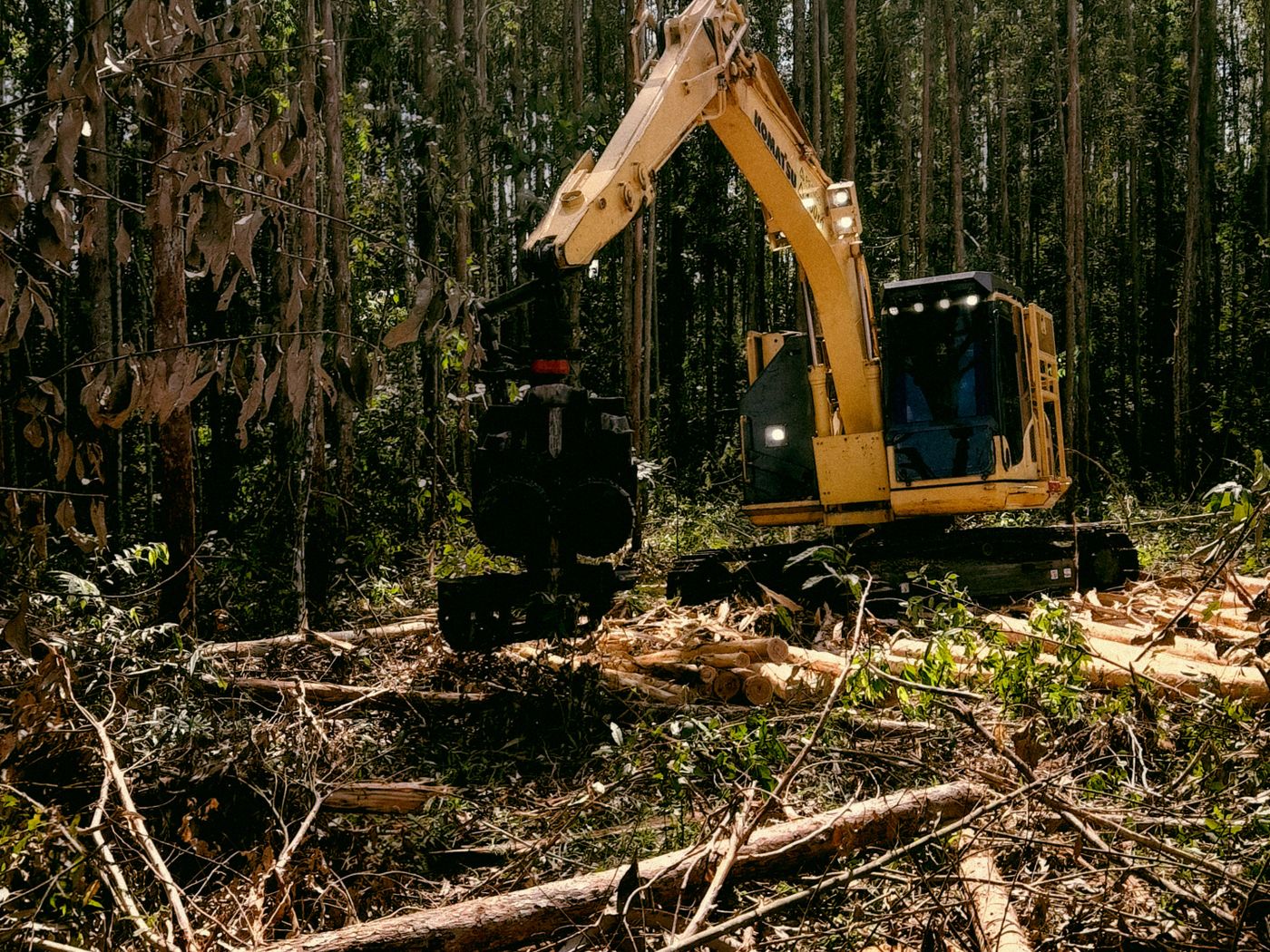 Excavator clearing brush and small trees from an overgrown lot