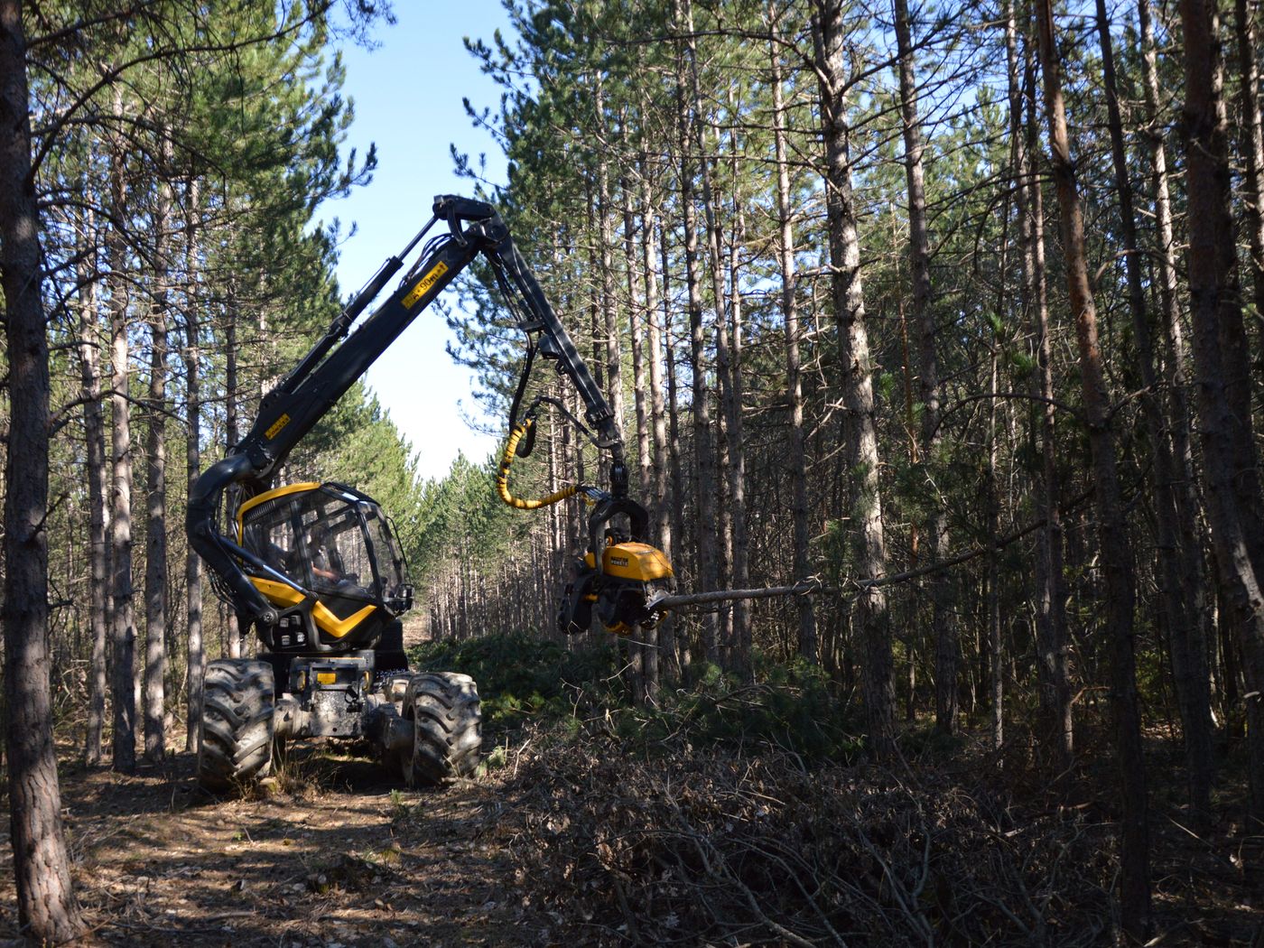 Forestry mulching machine clearing trees and brush from a wooded property