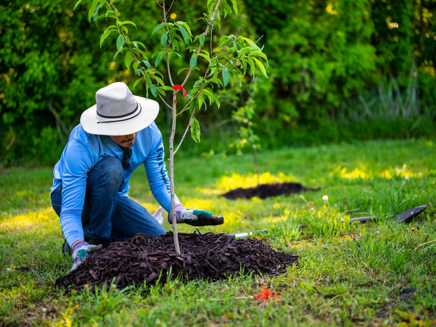 Planting a young tree and mulching the base in a North Texas yard