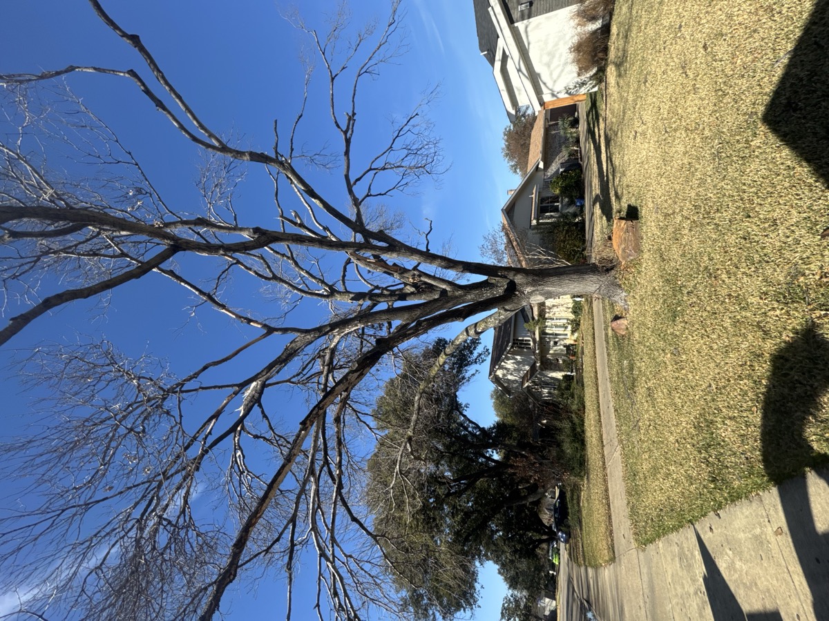 Large bare tree before removal