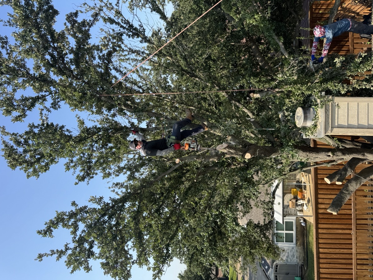 Worker climbing tree for removal in backyard