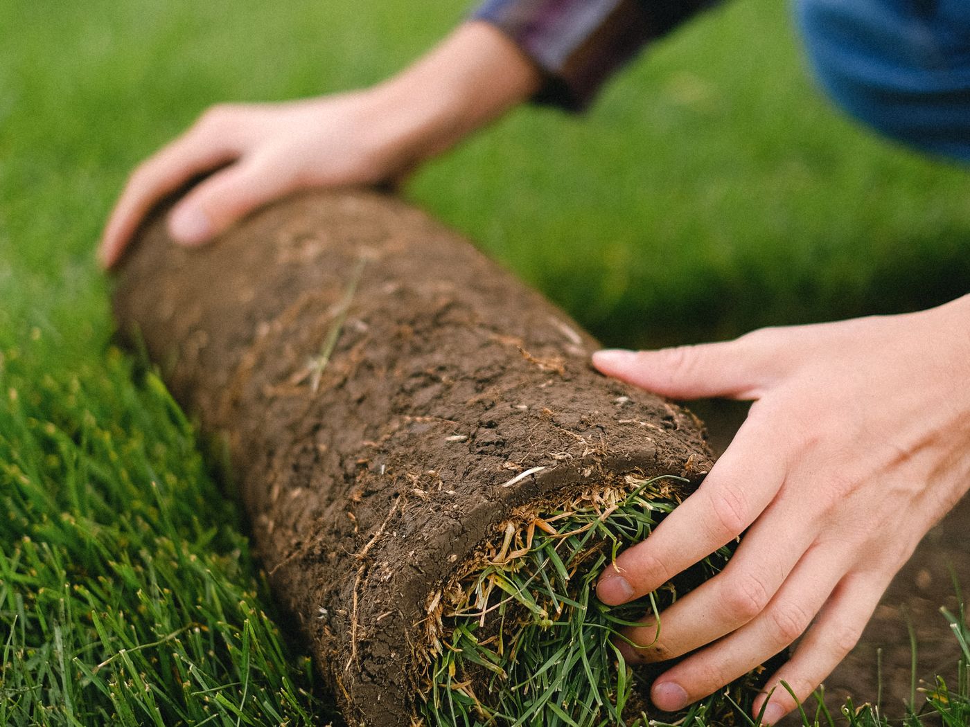 Fresh sod being rolled out to create a new lawn