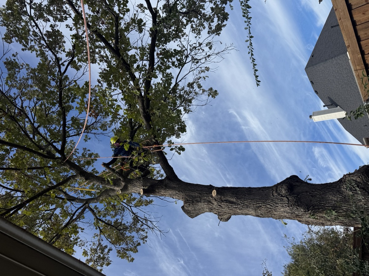 Overgrown tree over roofline before trimming