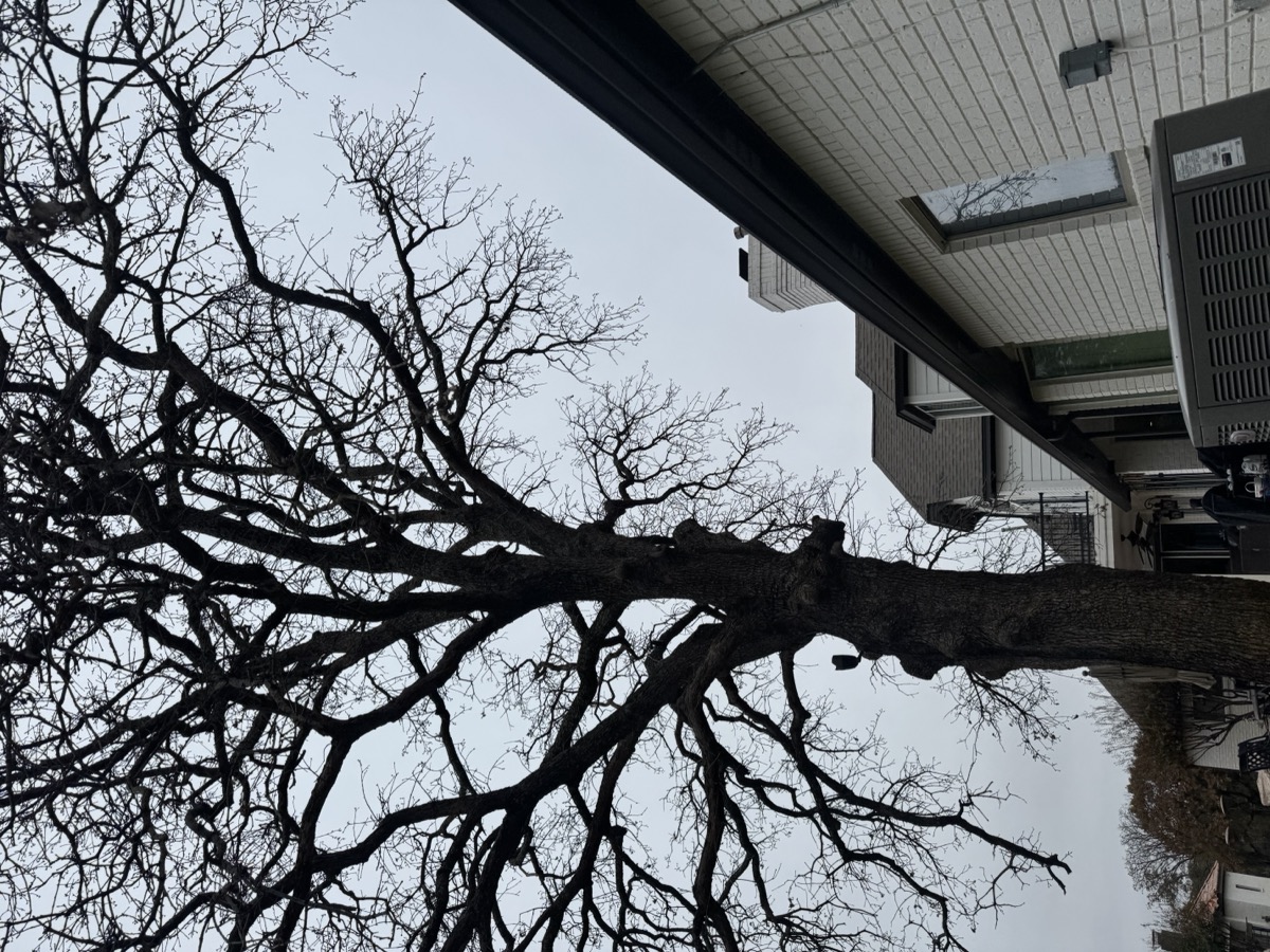 Tree branches extending over building